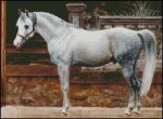 (image for) Standing Arabian